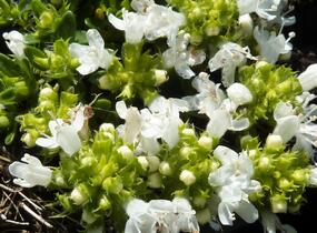 Mateřídouška časná 'Albiflorus' - Thymus praecox 'Albiflorus'