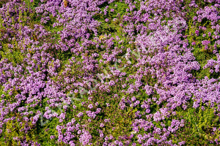 Mateřídouška 'Bressingham' - Thymus doerfleri 'Bressingham'