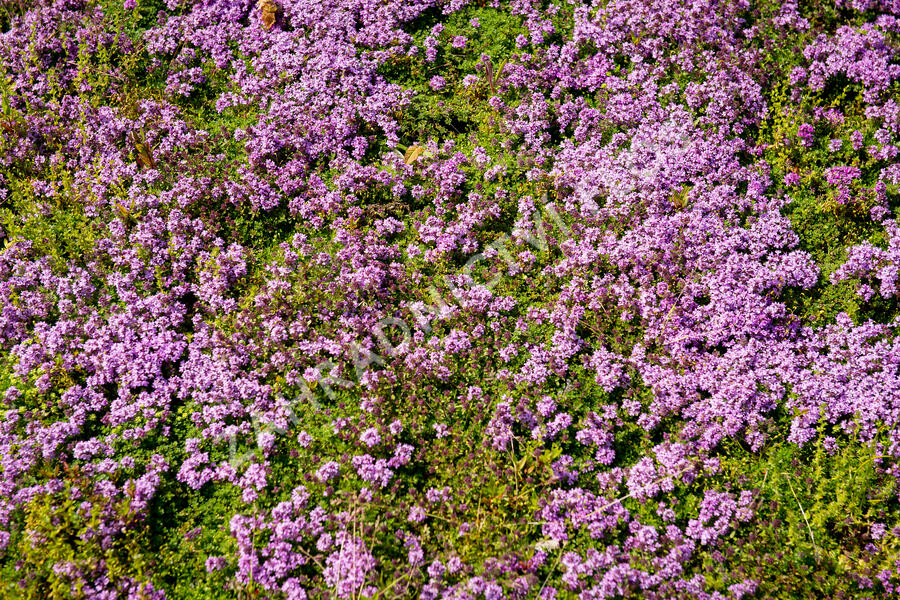 Mateřídouška 'Bressingham' - Thymus doerfleri 'Bressingham'