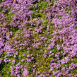 Mateřídouška 'Bressingham' - Thymus doerfleri 'Bressingham'