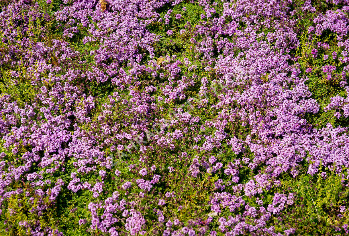 Mateřídouška 'Bressingham Seedling' - Thymus doerfleri 'Bressingham Seedling'