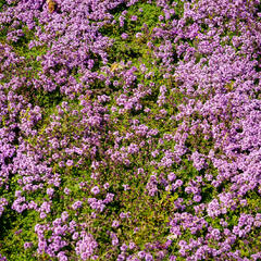 Mateřídouška 'Bressingham' - Thymus doerfleri 'Bressingham'