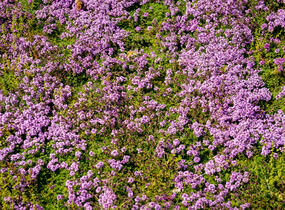 Mateřídouška 'Bressingham Seedling' - Thymus doerfleri 'Bressingham Seedling'