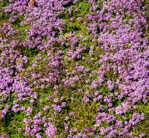 Mateřídouška 'Bressingham' - Thymus doerfleri 'Bressingham'