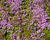Mateřídouška 'Bressingham Seedling'