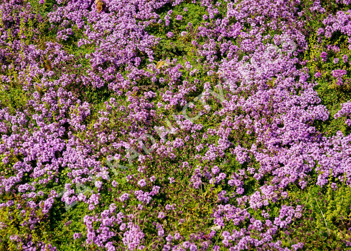 Mateřídouška 'Bressingham' - Thymus doerfleri 'Bressingham'