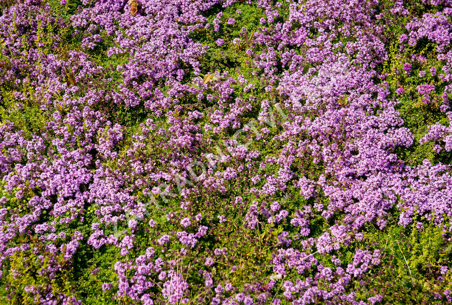 Mateřídouška 'Bressingham Seedling' - Thymus doerfleri 'Bressingham Seedling'