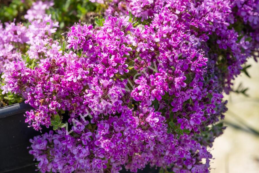 Mateřídouška 'Bressingham Seedling' - Thymus doerfleri 'Bressingham Seedling'