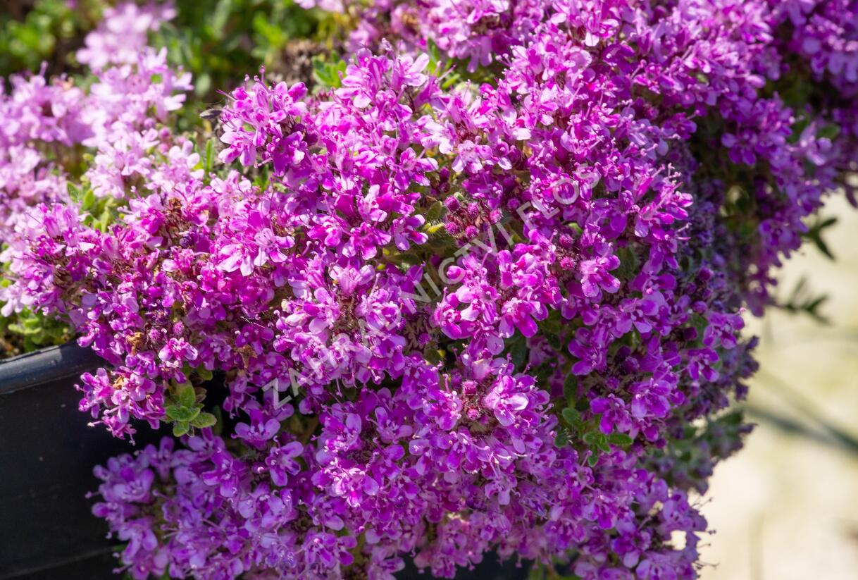 Mateřídouška 'Bressingham Seedling' - Thymus doerfleri 'Bressingham Seedling'