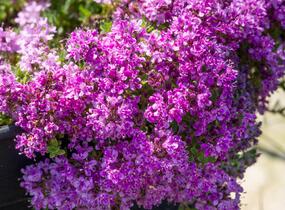 Mateřídouška 'Bressingham Seedling' - Thymus doerfleri 'Bressingham Seedling'