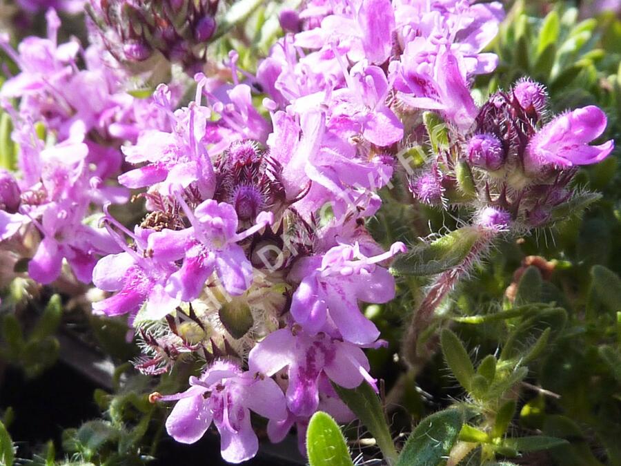 Mateřídouška 'Bressingham Seedling' - Thymus doerfleri 'Bressingham Seedling'