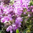 Mateřídouška 'Bressingham Seedling' - Thymus doerfleri 'Bressingham Seedling'