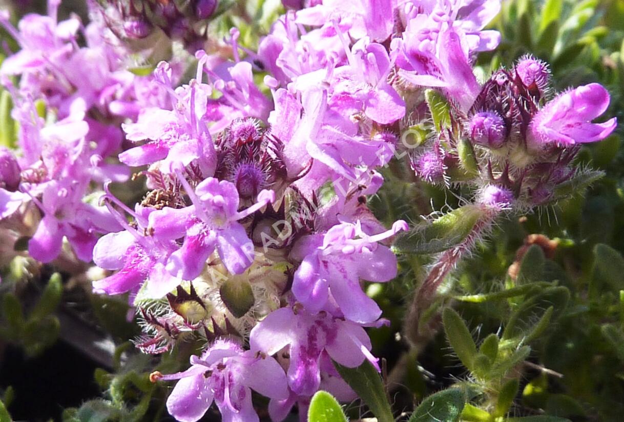 Mateřídouška 'Bressingham Seedling' - Thymus doerfleri 'Bressingham Seedling'