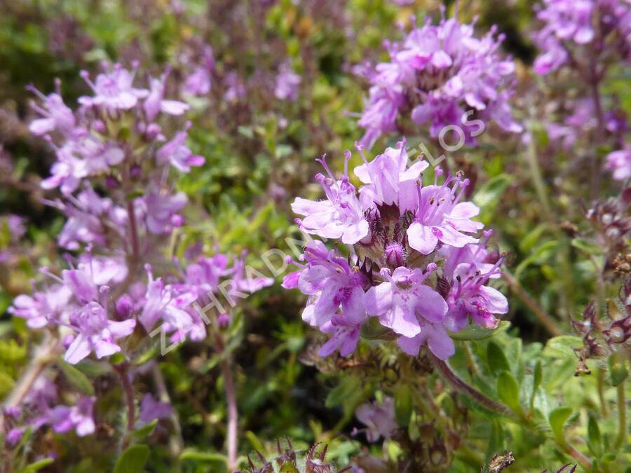 Mateřídouška 'Bressingham Seedling' - Thymus doerfleri 'Bressingham Seedling'