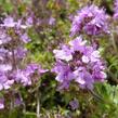 Mateřídouška 'Bressingham Seedling' - Thymus doerfleri 'Bressingham Seedling'