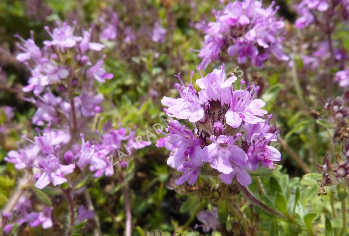Mateřídouška 'Bressingham Seedling' - Thymus doerfleri 'Bressingham Seedling'