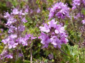 Mateřídouška 'Bressingham Seedling' - Thymus doerfleri 'Bressingham Seedling'