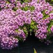 Mateřídouška 'Bressingham Seedling' - Thymus doerfleri 'Bressingham Seedling'