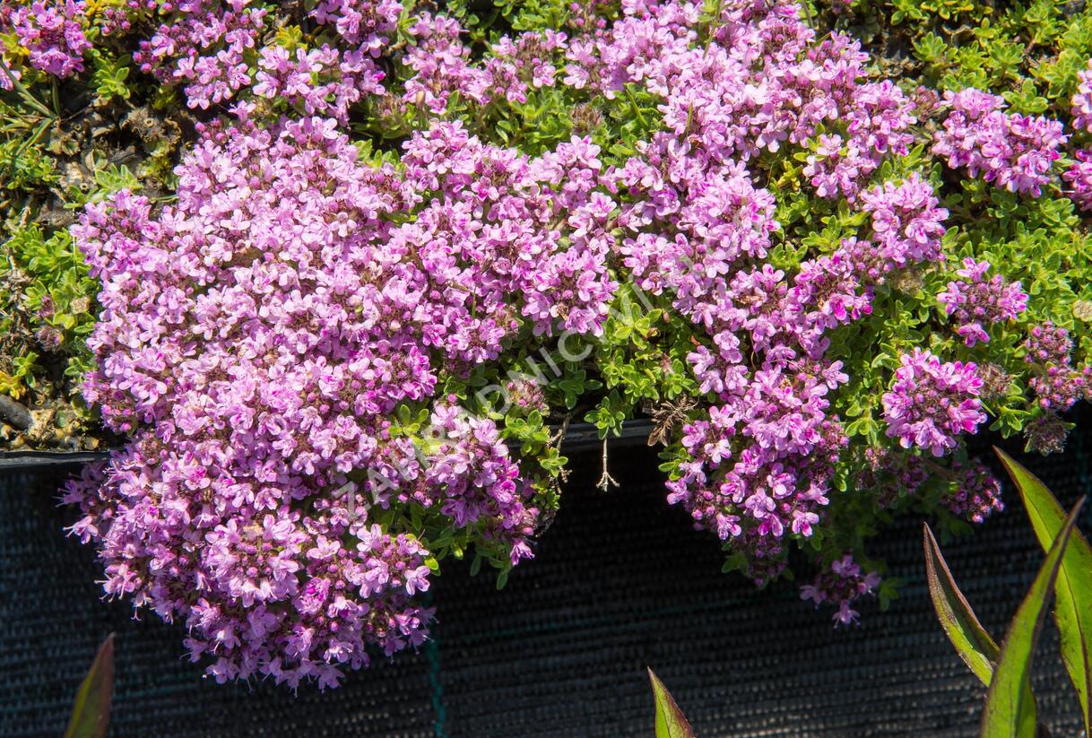 Mateřídouška 'Bressingham Seedling' - Thymus doerfleri 'Bressingham Seedling'