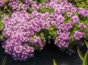 Mateřídouška 'Bressingham Seedling' - Thymus doerfleri 'Bressingham Seedling'