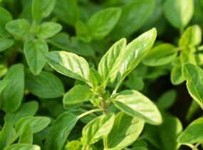 Oregano obecné, dobromysl 'Wilder Majoran' - Origanum vulgare 'Wilder Majoran'