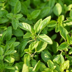 Oregano (Dobromysl) obecné 'Wilder Majoran' - Origanum vulgare 'Wilder Majoran'