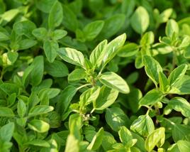 Oregano obecné, dobromysl 'Wilder Majoran'