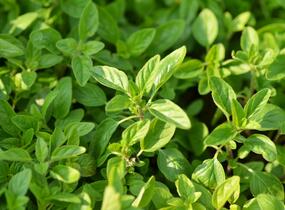 Oregano obecné, dobromysl 'Wilder Majoran' - Origanum vulgare 'Wilder Majoran'