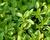 Oregano obecné, dobromysl 'Wilder Majoran'