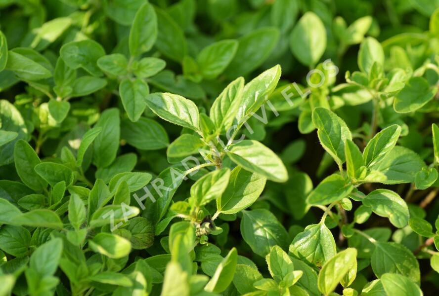Oregano obecné, dobromysl 'Wilder Majoran' - Origanum vulgare 'Wilder Majoran'