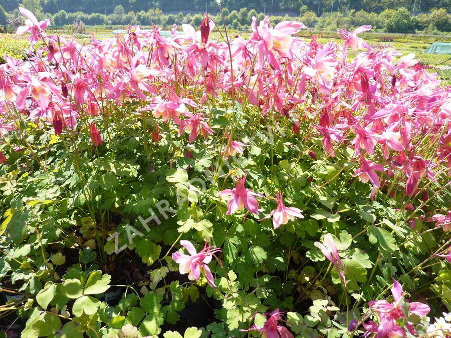 Orlíček 'Spring Magic Rose and Ivory' - Aquilegia caerulea 'Spring Magic Rose and Ivory'
