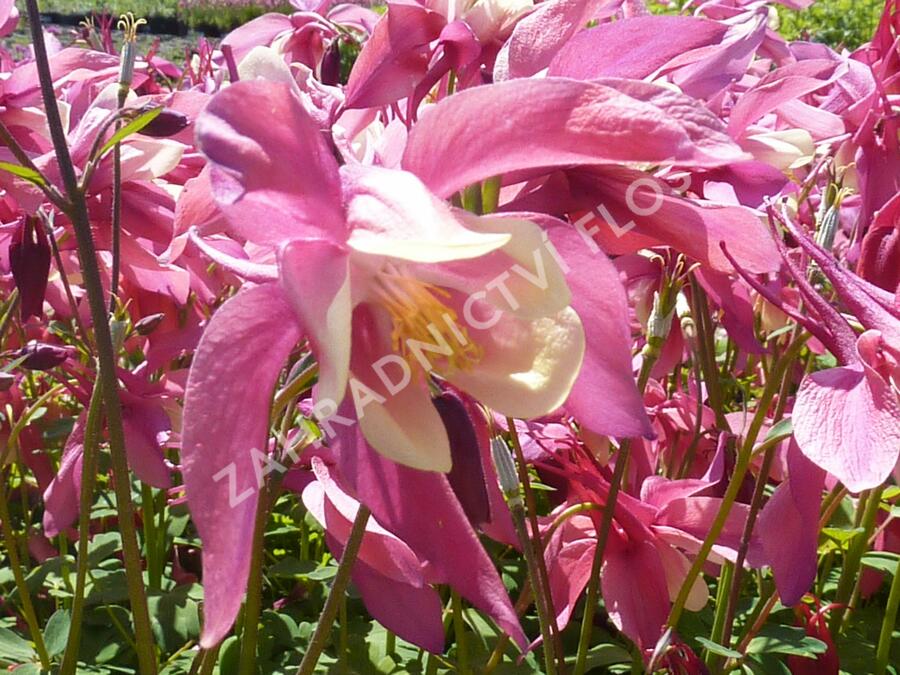 Orlíček 'Spring Magic Rose and Ivory' - Aquilegia caerulea 'Spring Magic Rose and Ivory'