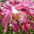 Orlíček 'Spring Magic Rose and Ivory' - Aquilegia caerulea 'Spring Magic Rose and Ivory'