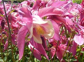 Orlíček 'Spring Magic Rose and Ivory' - Aquilegia caerulea 'Spring Magic Rose and Ivory'