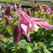 Orlíček 'Spring Magic Rose and Ivory' - Aquilegia caerulea 'Spring Magic Rose and Ivory'