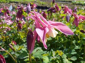 Orlíček 'Spring Magic Rose and Ivory' - Aquilegia caerulea 'Spring Magic Rose and Ivory'