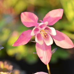 Orlíček 'Spring Magic Rose and Ivory' - Aquilegia caerulea 'Spring Magic Rose and Ivory'