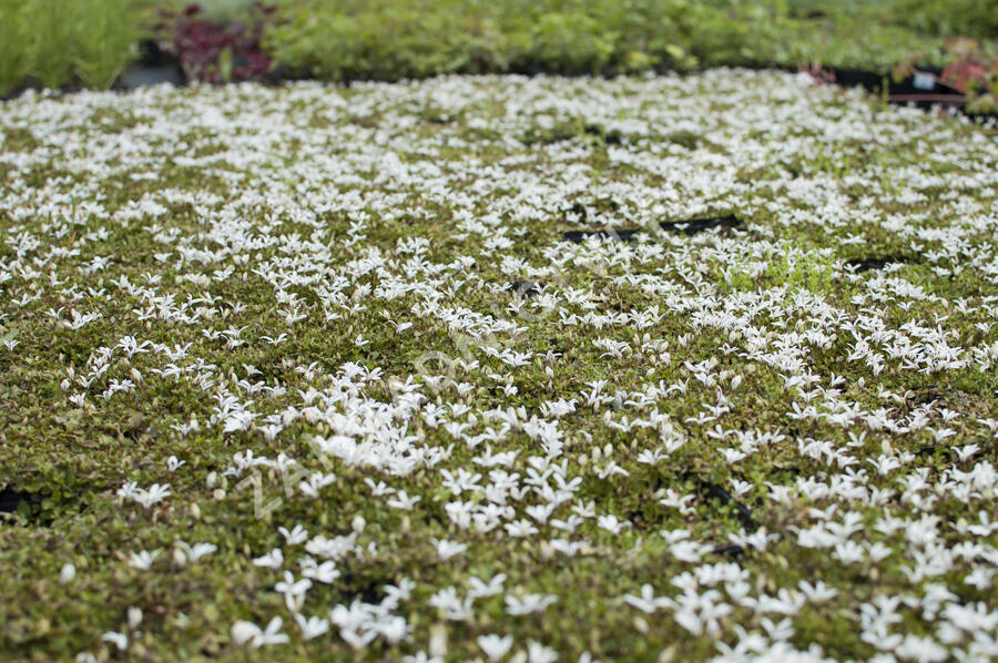 Pratia angulata 'Treadwellii' - Pratia angulata 'Treadwellii'