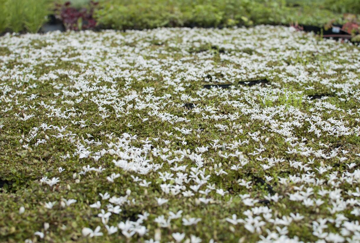 Lobelka Linnéova 'Treadwellii' - Pratia angulata 'Treadwellii'