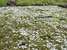 Lobelka Linnéova 'Treadwellii' - Pratia angulata 'Treadwellii'
