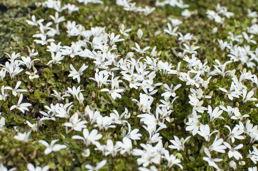 Pratia angulata 'Treadwellii' - Pratia angulata 'Treadwellii'