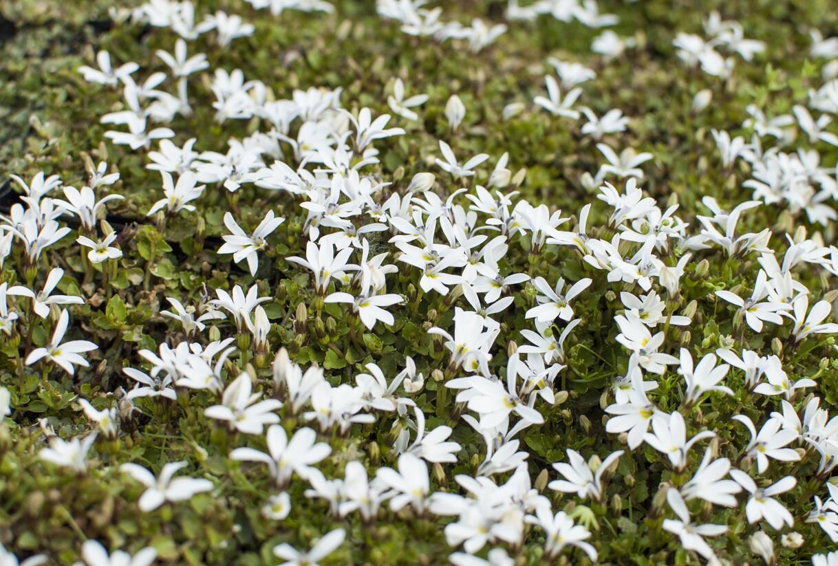 Lobelka Linnéova 'Treadwellii' - Pratia angulata 'Treadwellii'