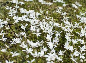 Lobelka Linnéova 'Treadwellii' - Pratia angulata 'Treadwellii'