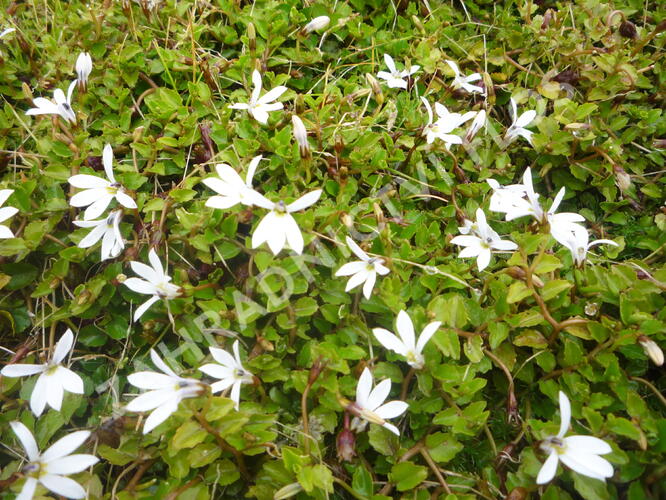 Pratia angulata 'Treadwellii' - Pratia angulata 'Treadwellii'