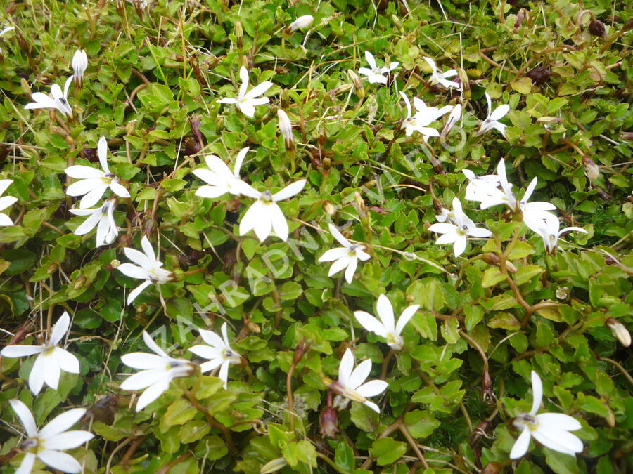Pratia angulata 'Treadwellii' - Pratia angulata 'Treadwellii'