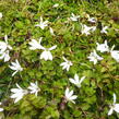 Pratia angulata 'Treadwellii' - Pratia angulata 'Treadwellii'