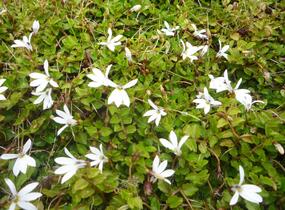 Lobelka Linnéova 'Treadwellii' - Pratia angulata 'Treadwellii'