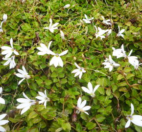 Pratia angulata 'Treadwellii' - Pratia angulata 'Treadwellii'