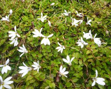 Lobelka Linnéova 'Treadwellii'