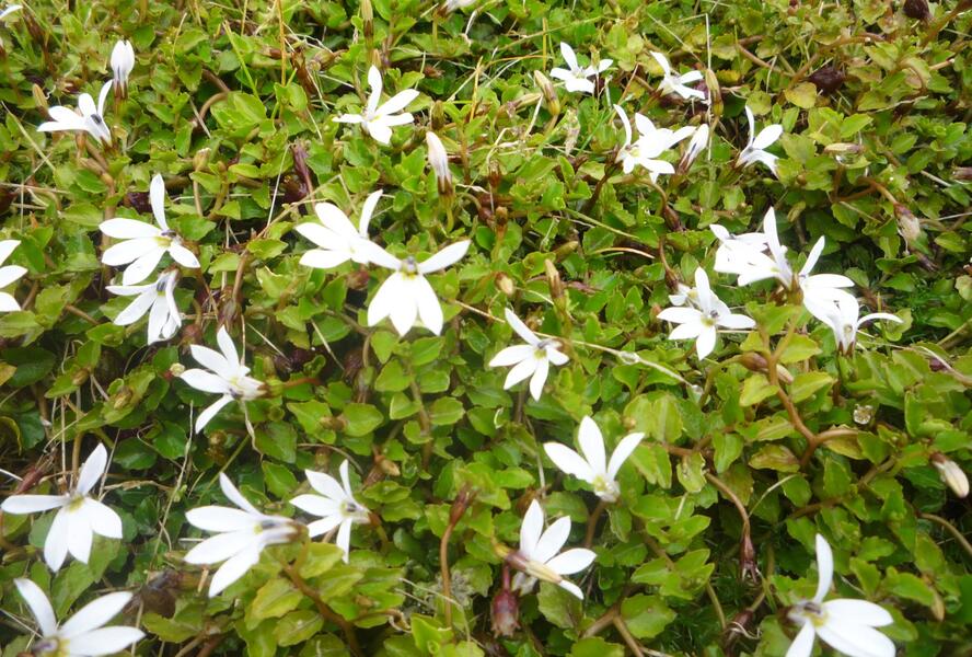 Lobelka Linnéova 'Treadwellii' - Pratia angulata 'Treadwellii'